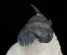 Arched Hollardops Trilobite - Foum Zguid #25798-4
